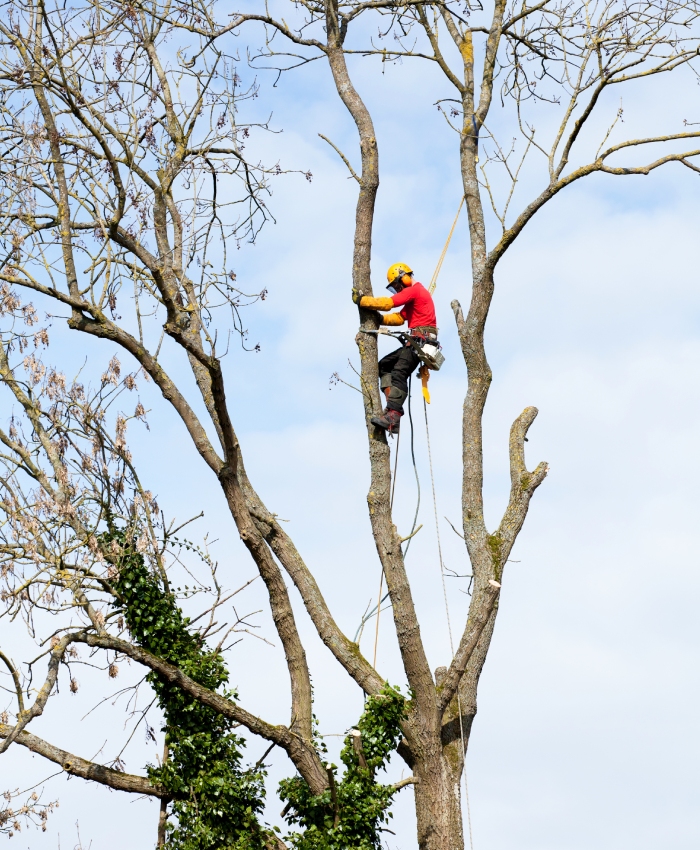 Élagueur grimpeur en intervention sur arbre