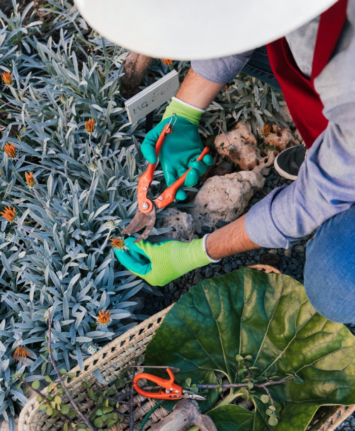 Entretien de massif paysager