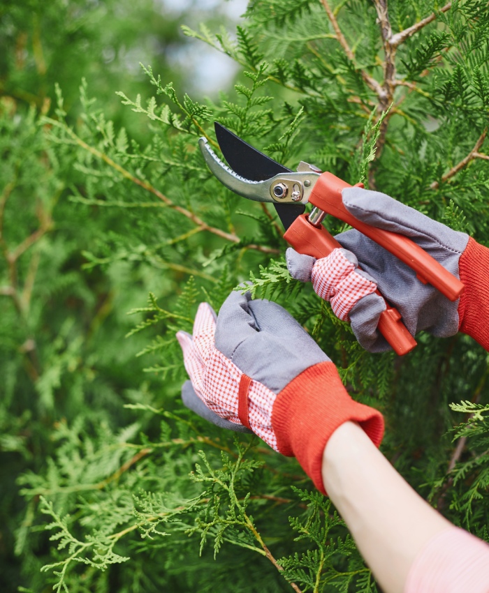Taille d’arbustes au sécateur