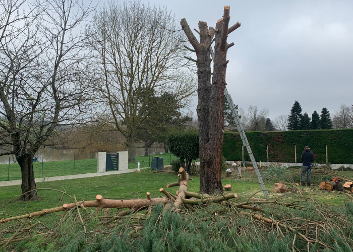 Travaux d’abattage et de coupe d’arbre