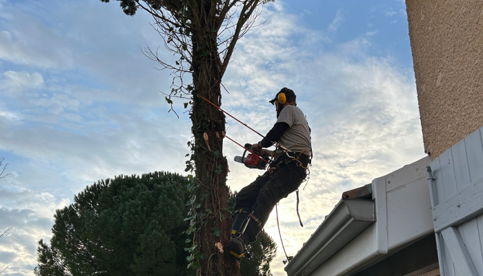 Intervention d’élagage en hauteur par Art Paysage
